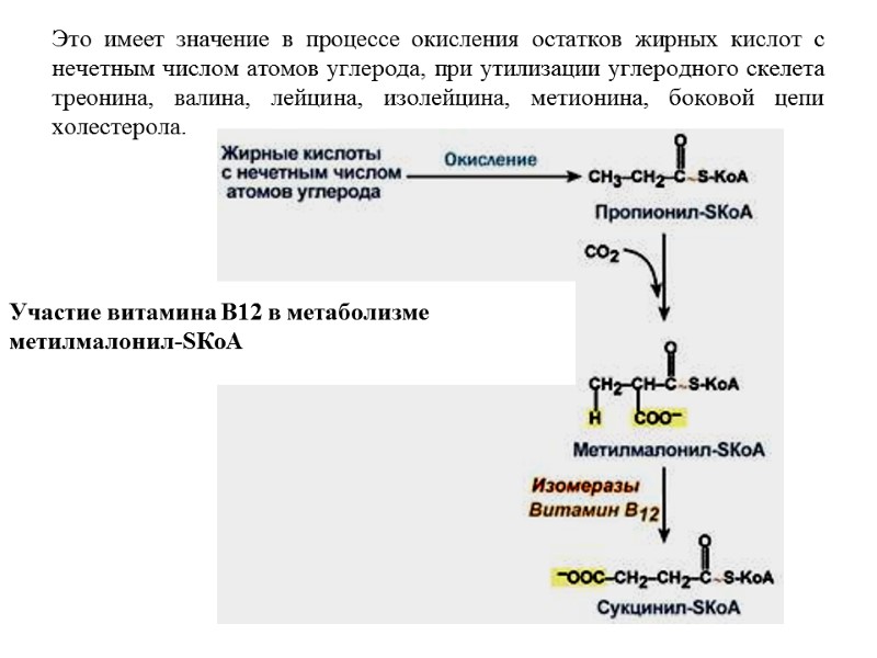 Это имеет значение в процессе окисления остатков жирных кислот с нечетным числом атомов углерода, Это имеет значение в процессе окисления остатков жирных кислот с нечетным числом атомов углерода,